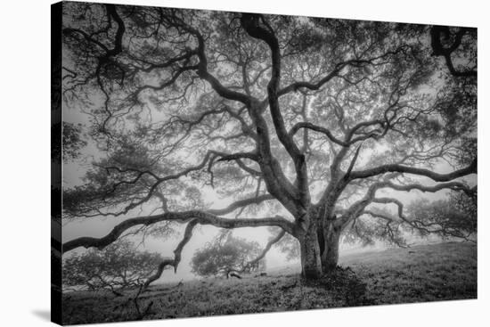 Majestic Old Oak, Black and White, Petaluma Northern California-Vincent James-Premier Image Canvas