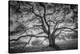 Majestic Old Oak, Black and White, Petaluma Northern California-Vincent James-Premier Image Canvas