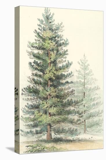 Majestic Pine I-null-Stretched Canvas