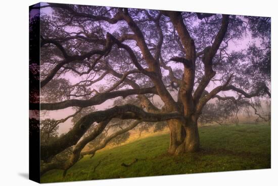Majestic Wild Oak, Petaluma, California-null-Premier Image Canvas