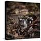 Major Ox, Elephant, or Hercules beetle showing horns, Florida-Maresa Pryor-Premier Image Canvas