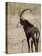 Malawi, Majete Wildlife Reserve, Male Sable Antelope in the Brachystegia Woodland-John Warburton-lee-Premier Image Canvas