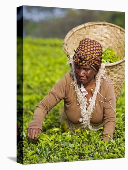 Malawi, Thyolo, Satemwa Tea Estate, a Female Tea Picker Out Plucking Tea-John Warburton-lee-Premier Image Canvas