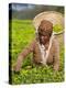 Malawi, Thyolo, Satemwa Tea Estate, a Female Tea Picker Out Plucking Tea-John Warburton-lee-Premier Image Canvas