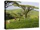 Malawi, Thyolo, Satemwa Tea Estate, Workers Plucking Tea-John Warburton-lee-Premier Image Canvas