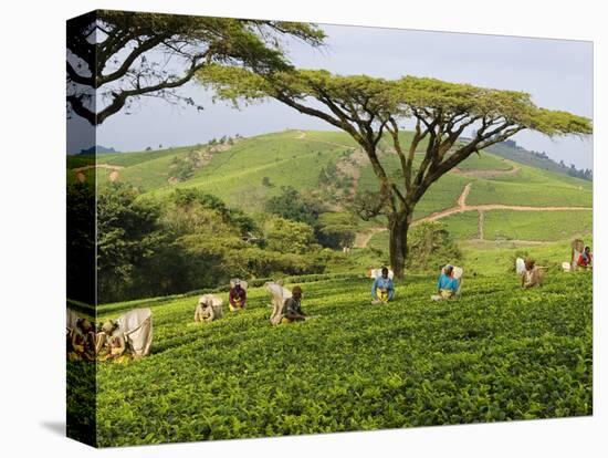 Malawi, Thyolo, Satemwa Tea Estate, Workers Plucking Tea-John Warburton-lee-Premier Image Canvas