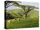 Malawi, Thyolo, Satemwa Tea Estate, Workers Plucking Tea-John Warburton-lee-Premier Image Canvas