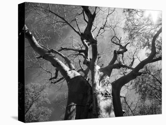 Malawi, Upper Shire Valley, Liwonde National Park; the Spreading Branches of a Massive Baobab Tree-Mark Hannaford-Premier Image Canvas