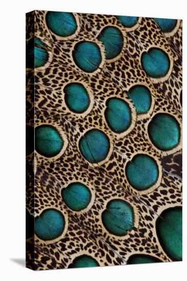 Malay Peacock-Pheasant Feathers with Blue Circles-Darrell Gulin-Premier Image Canvas