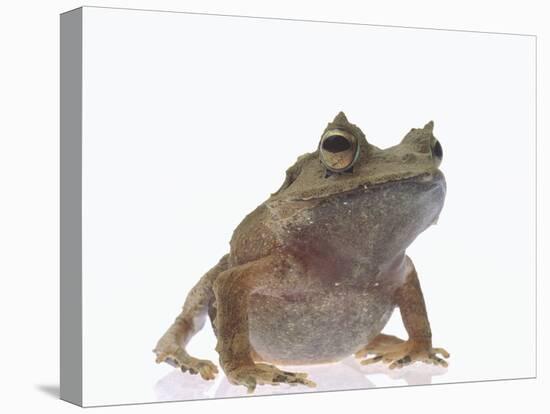 Malayan Leaf Frog-DLILLC-Premier Image Canvas