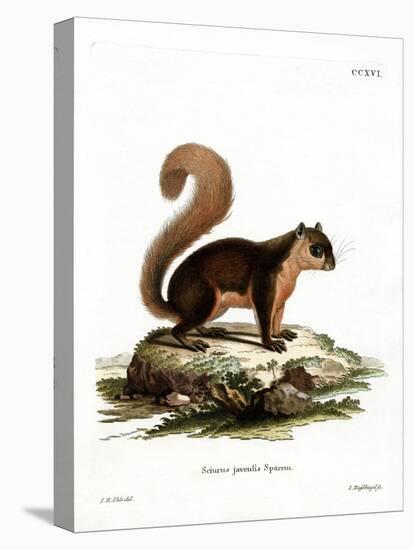 Malayan Squirrel-null-Premier Image Canvas