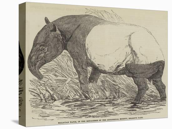 Malayan Tapir, in the Menagerie of the Zoological Society, Regent's Park-Harrison William Weir-Premier Image Canvas