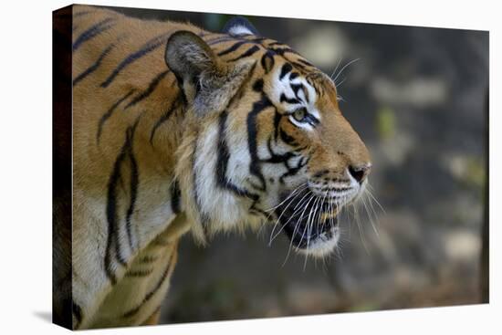 Malayan Tiger (Panthera Tigris Jacksoni), Malaysia-Daniel Heuclin-Premier Image Canvas