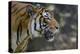 Malayan Tiger (Panthera Tigris Jacksoni), Malaysia-Daniel Heuclin-Premier Image Canvas