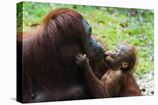 Malaysia, Sarawak, Semenggoh Nature Reserve, Orangutan and Baby-Nico Tondini-Premier Image Canvas