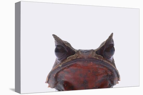 Malaysian Horned Frog-DLILLC-Premier Image Canvas