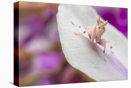 Malaysian Orchid Mantis (Hymenopus Coronatus) Pink Colour Morph, Camouflaged On An Orchid-Alex Hyde-Premier Image Canvas