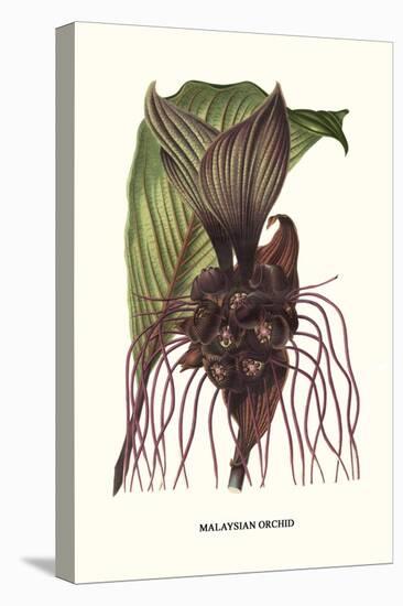 Malaysian Orchid-Louis Van Houtte-Stretched Canvas