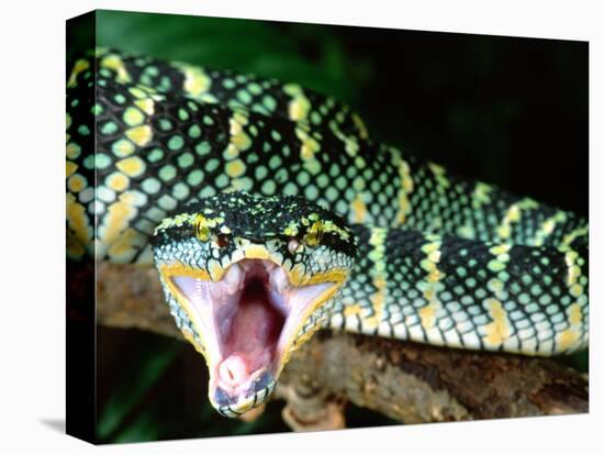 Malaysian Temple Viper, Native to Malaysia and Indonesia-David Northcott-Premier Image Canvas