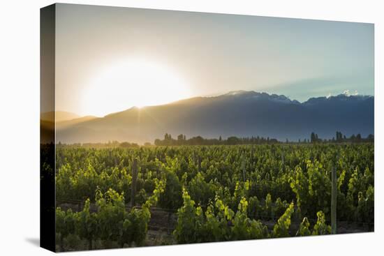 Malbec vineyards at the foot of the Andes in the Uco Valley near Mendoza, Argentina, South America-Alex Treadway-Premier Image Canvas