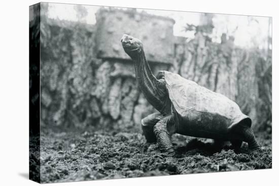 Male Abingdon or Pinta Island Giant Tortoise at London Zoo, 20th January 1914-Frederick William Bond-Premier Image Canvas