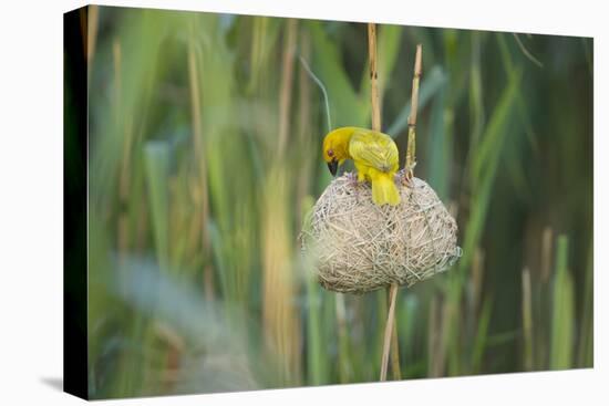 Male African Golden Weaver (Ploceus Subaureus) Tending to its Nest in Reedbeds-Neil Aldridge-Premier Image Canvas