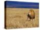 Male African Lion on Savanna-Joe McDonald-Premier Image Canvas