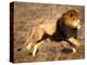 Male African Lion Running, Native to Africa-David Northcott-Premier Image Canvas