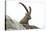 Male Alpine Ibex-Dr. Juerg Alean-Premier Image Canvas
