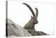 Male Alpine Ibex-Dr. Juerg Alean-Premier Image Canvas