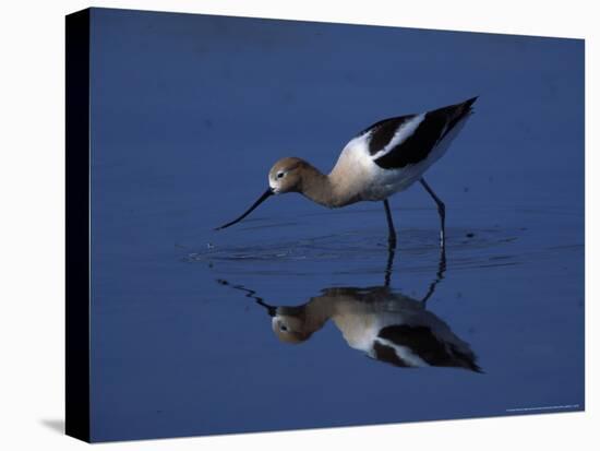 Male American Avocet in Saltwater Pool, Antelope Island State Park, Great Salt Lake, Utah, USA-Jerry & Marcy Monkman-Premier Image Canvas