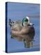 Male American Wigeon in freshwater pond, New Mexico-Maresa Pryor-Premier Image Canvas