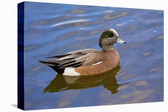 Male, American Wigeon, Swimming, Commonwealth Lake Park, Oregon, Usa-Michel Hersen-Premier Image Canvas