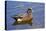 Male, American Wigeon, Swimming, Commonwealth Lake Park, Oregon, Usa-Michel Hersen-Premier Image Canvas