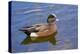 Male, American Wigeon, Swimming, Commonwealth Lake Park, Oregon, Usa-Michel Hersen-Premier Image Canvas