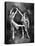 Male and Female Ballet Dancers Performing in Costume-null-Stretched Canvas