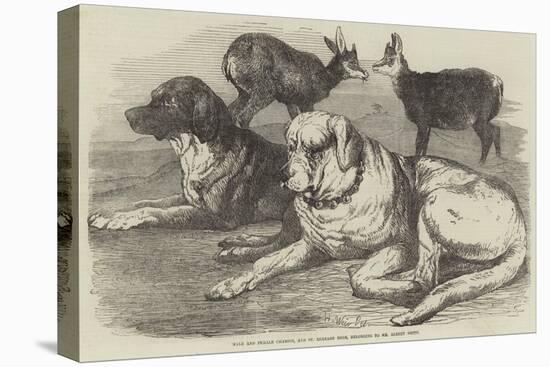 Male and Female Chamois, and St Bernard Dogs, Belonging to Mr Albert Smith-Harrison William Weir-Premier Image Canvas