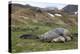 Male and female Elephant seals. Grytviken. South Georgia Islands.-Tom Norring-Premier Image Canvas