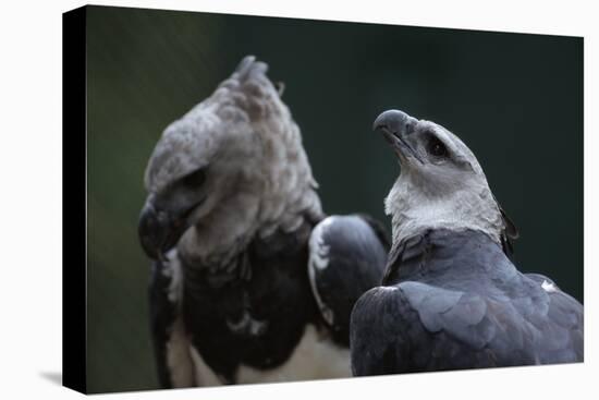 Male and Female Harpy Eagles-W. Perry Conway-Premier Image Canvas