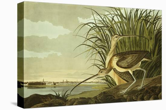 Male And Female Long Billed Curlew (Numenius Americanus) with the City of Charleston Behind-John James Audubon-Premier Image Canvas