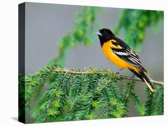 Male Baltimore Oriole-Adam Jones-Premier Image Canvas