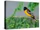 Male Baltimore Oriole-Adam Jones-Premier Image Canvas