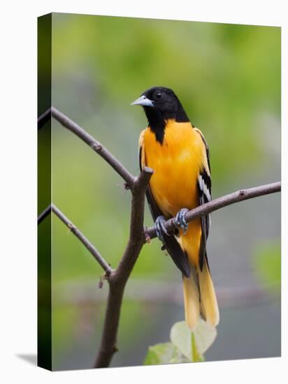 Male Baltimore Oriole-Adam Jones-Premier Image Canvas