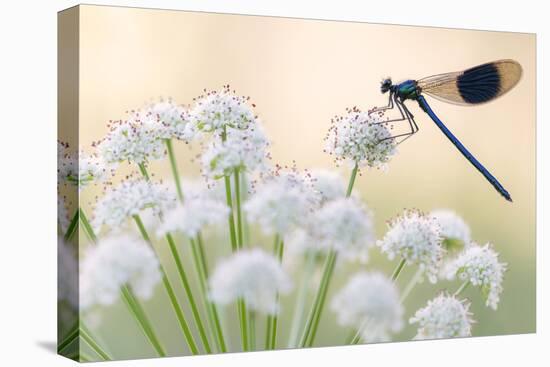 Male banded demoiselle, resting on flower head, Lower Tamar Lakes, Cornwall, UK-Ross Hoddinott-Premier Image Canvas