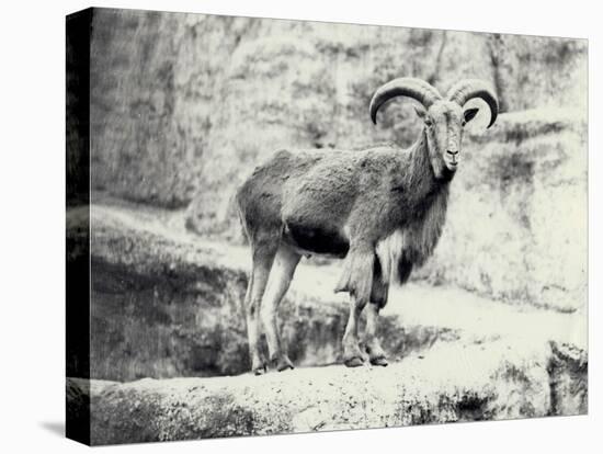 Male Barbary Sheep on the Mappin Terrace, London Zoo, May 1915-Frederick William Bond-Premier Image Canvas