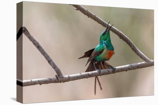 Male Beautiful sunbird courtship display, The Gambia-Bernard Castelein-Premier Image Canvas