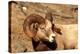 Male Bighorn Sheep Close-Up-John Alves-Premier Image Canvas