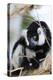 Male black-and-white ruffed lemur (Varecia variegata), Nosy Iranja, northern area, Madagascar, Afri-Christian Kober-Premier Image Canvas