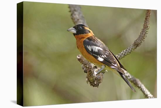 Male Black Headed Grosbeak-John Alves-Premier Image Canvas