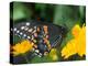 Male Black Swallowtail on Yellow Cosmos, Florida-Maresa Pryor-Premier Image Canvas